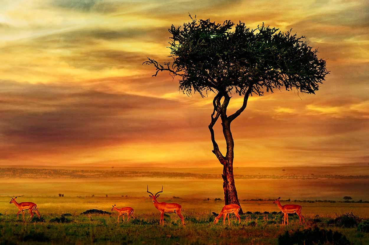 سفر به آفریقای جنوبی