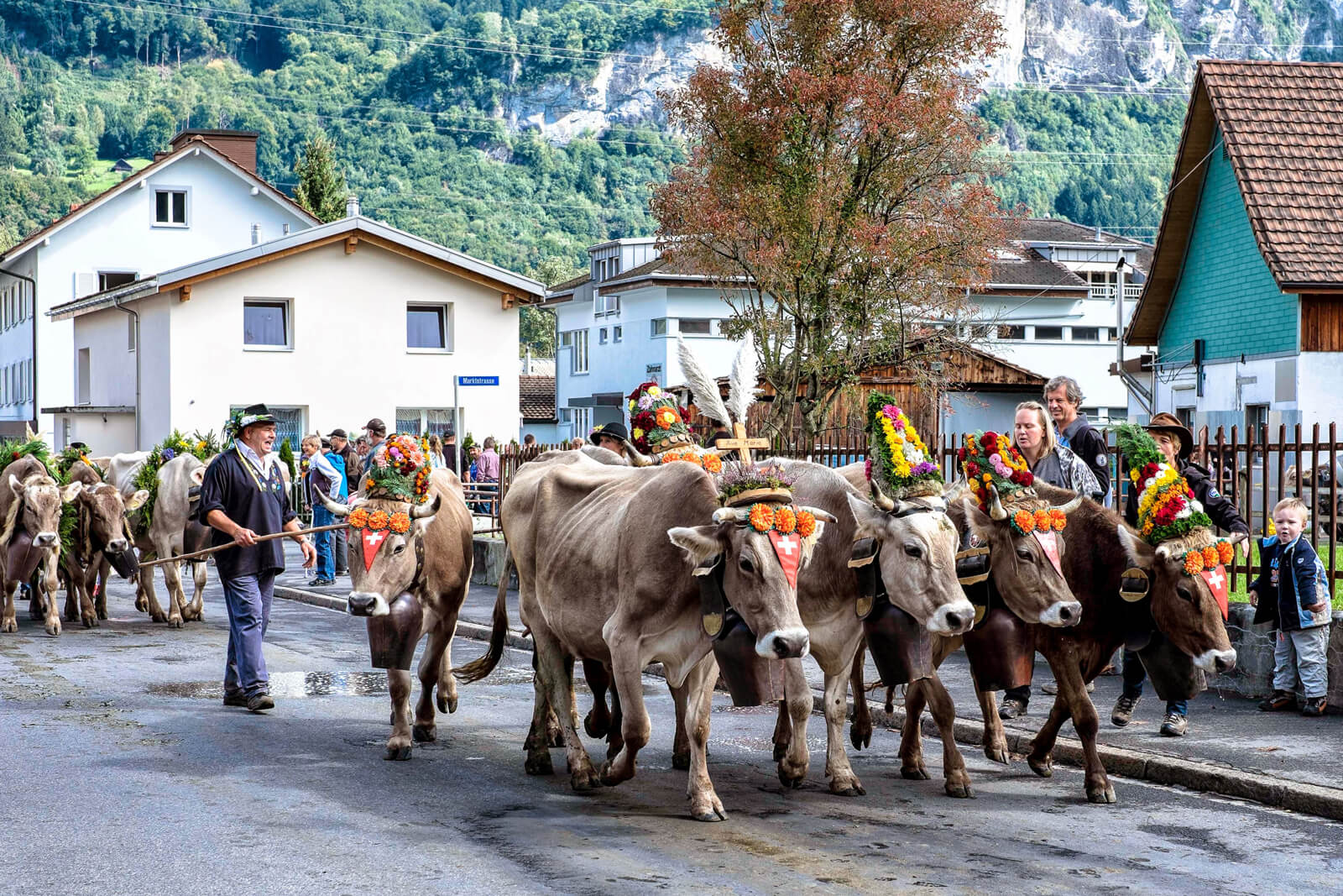 از تله کابین سواری گاوهای سوئیسی تا تصادفات آنها!