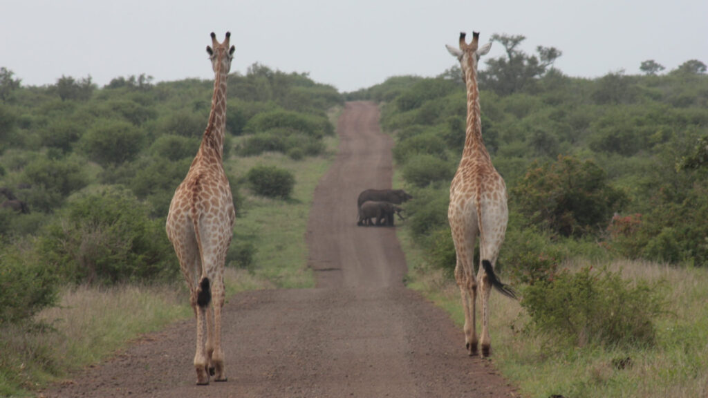 11 روز تور آفریقای جنوبی (EK2324)