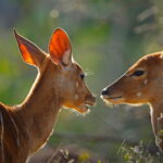 11 روز تور آفریقای جنوبی (EK2338) 11 روز تور آفریقای جنوبی (EK2338)