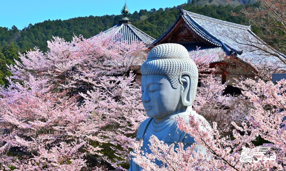 ژاپن؛ نوروز زیر شکوفه‌های ساکورا و معابد