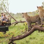 هزینه سفر به آفریقای جنوبی برای یک سفر با کیفیت و کم دردسر