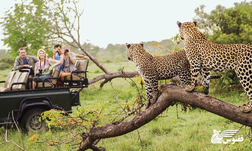 هزینه سفر به آفریقای جنوبی برای یک سفر با کیفیت و کم دردسر