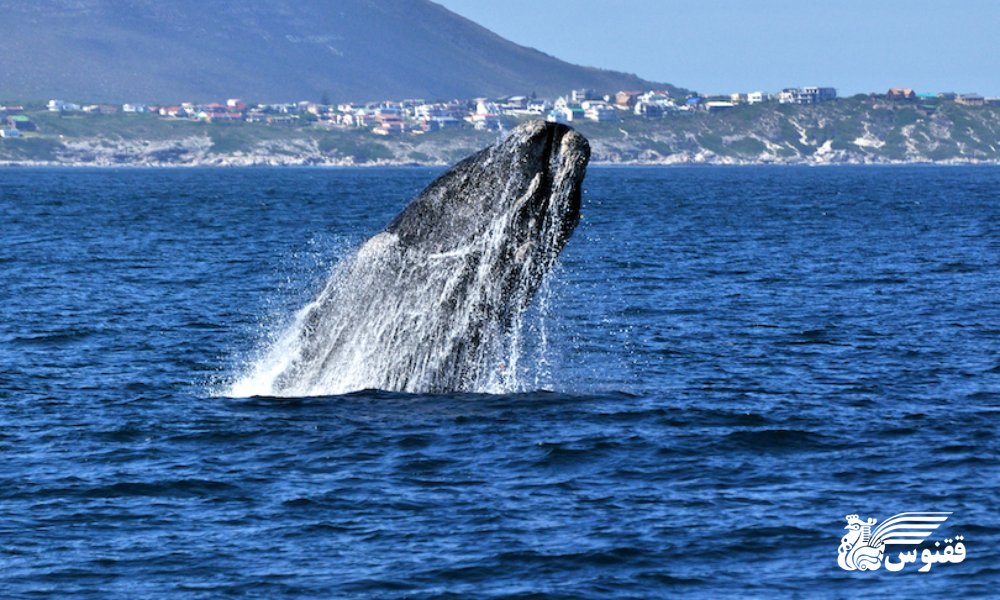 تماشای نهنگ در هرمانوس