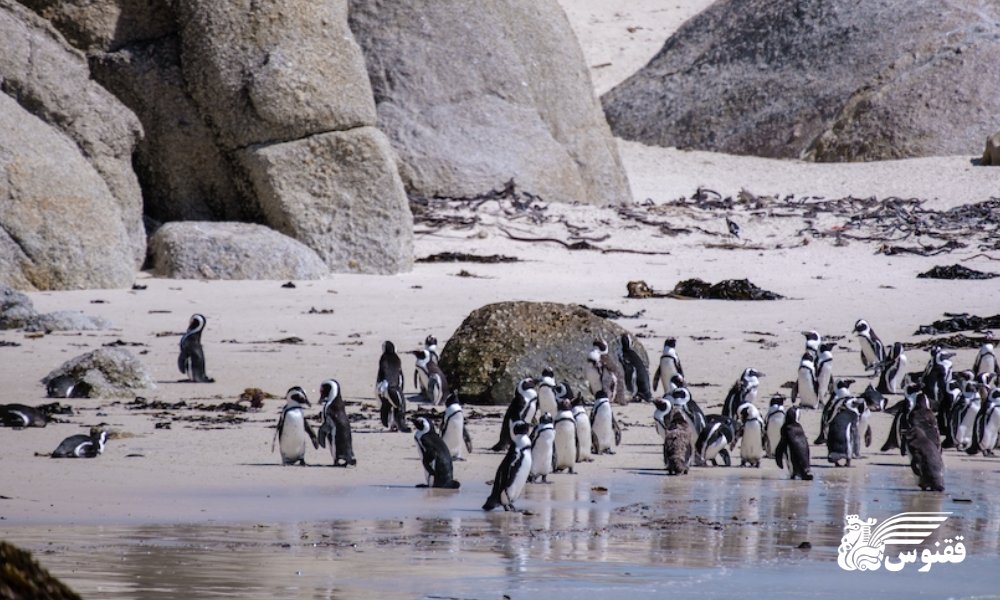 کلونی پنگوئن‌های بولدرز