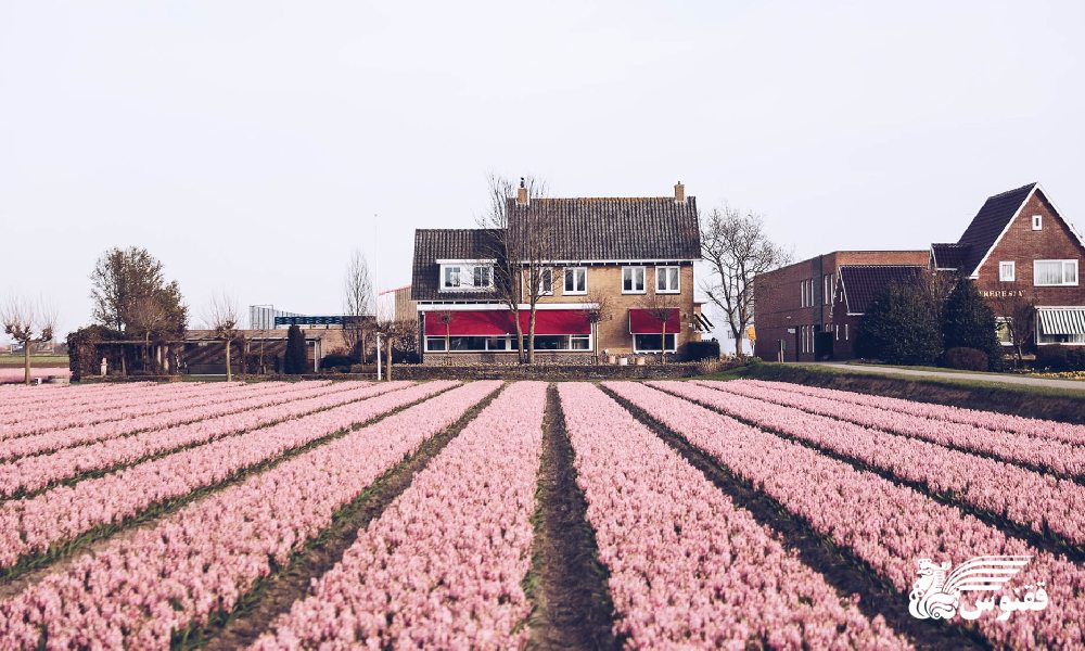  هلند؛ از لاله‌های شکفته تا کانال‌های رمانتیک