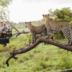 بهترین زمان سفر به آفریقای جنوبی چه فصلی است؟