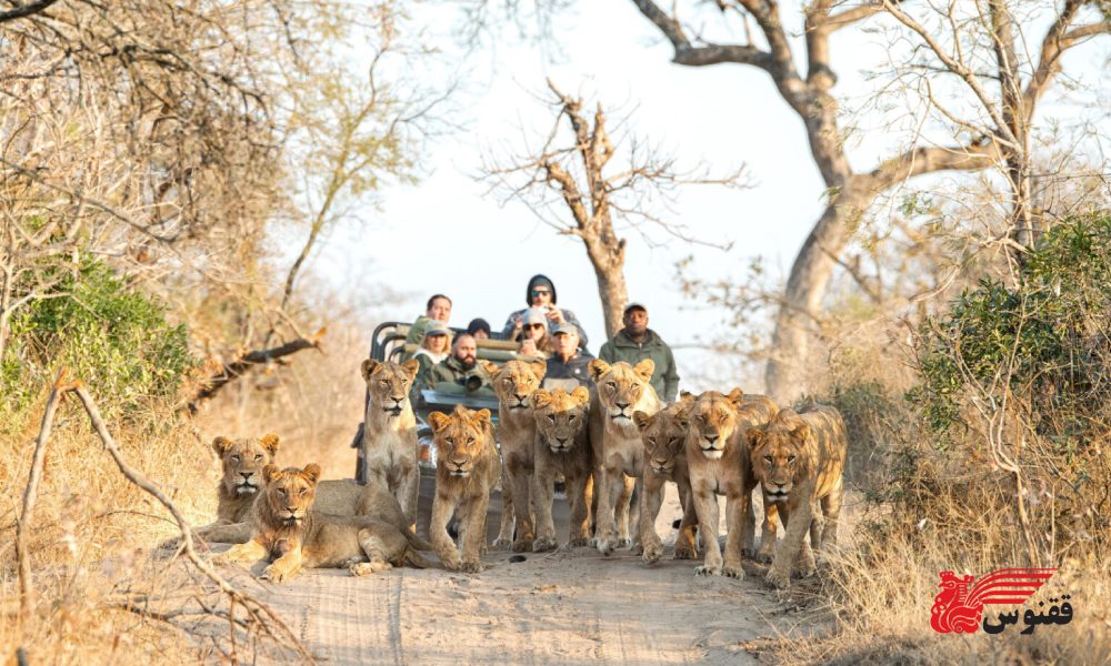 بهترین زمان سفر به آفریقای جنوبی برای سافاری حیات وحش