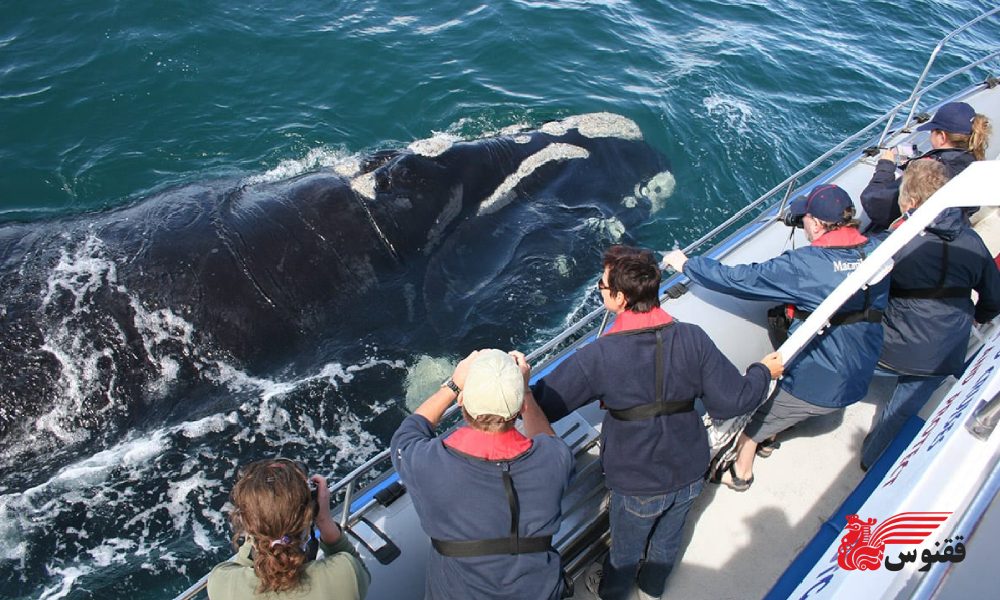 بهترین زمان سفر به آفریقای جنوبی برای دیدن نهنگ‌ها